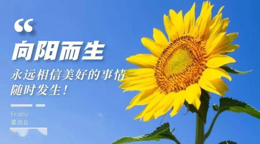 总裁寄语:绽放_向阳_公司_审时度势