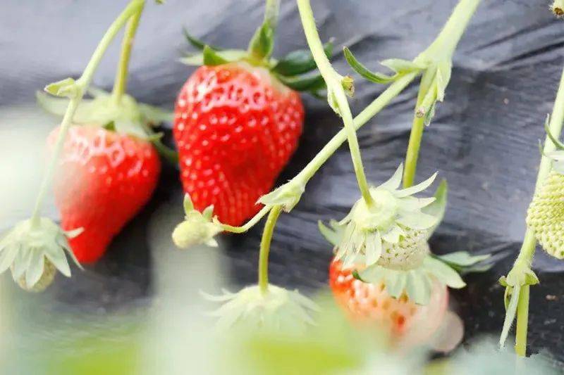 冬日里的"莓"好时光,海阳头茬草莓"抢鲜"上市_种植_大棚_产业