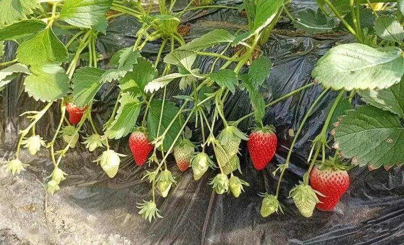 冬日里的"莓"好时光,海阳头茬草莓"抢鲜"上市_种植_大棚_产业