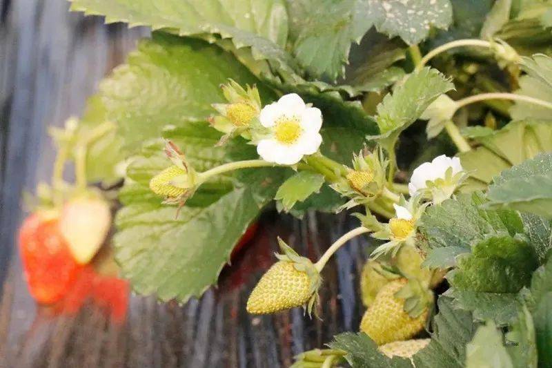 冬日里的"莓"好时光,海阳头茬草莓"抢鲜"上市_种植_大棚_产业