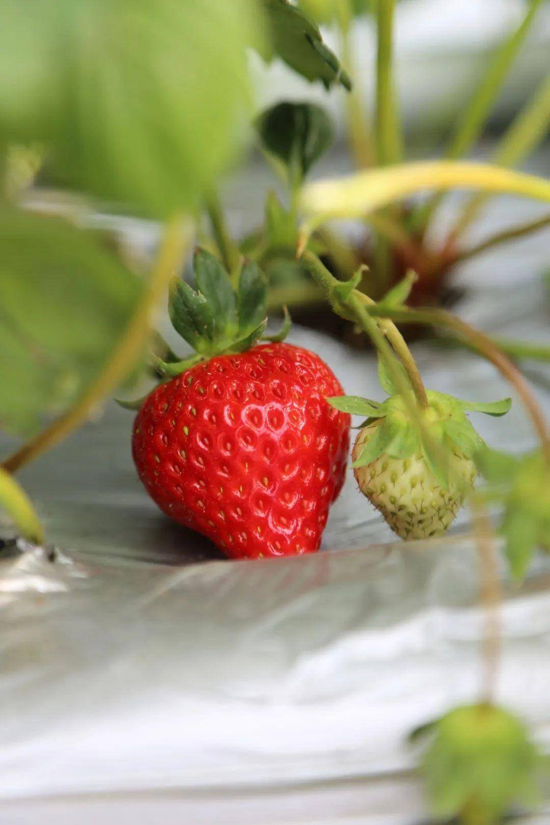 好久莓见四川天府新区永兴第一波冬草莓甜蜜来袭