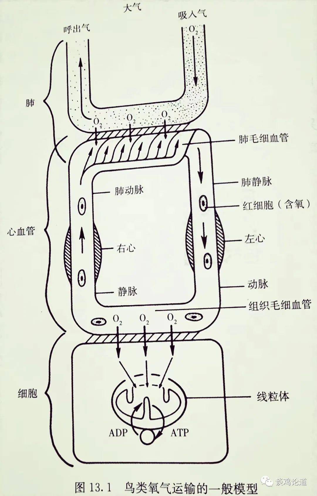 鸟的呼吸器官图片