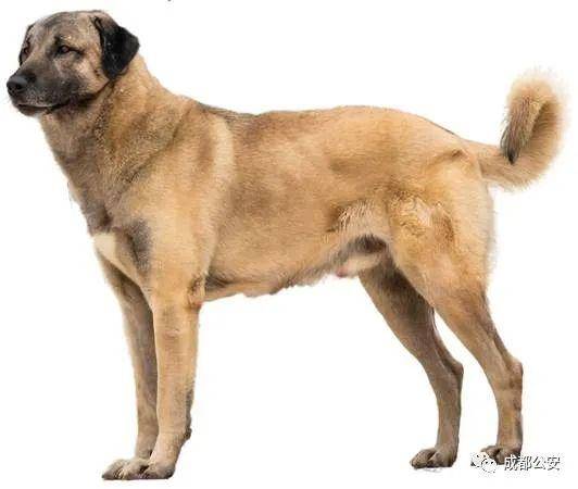 政策解读来了,这35种犬成都市限养区禁养,附图例→_品种_标准_目录