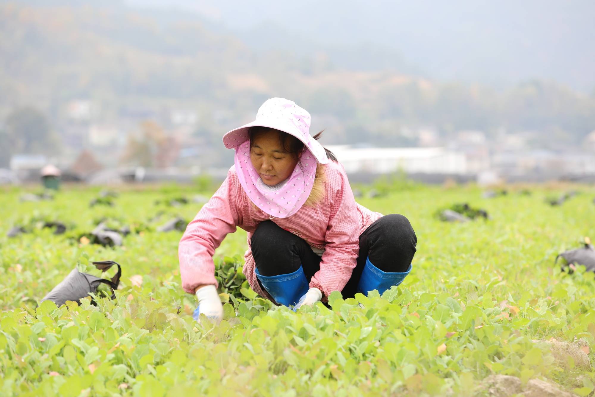 贵州剑河:广种油菜籽 充实"油瓶子"