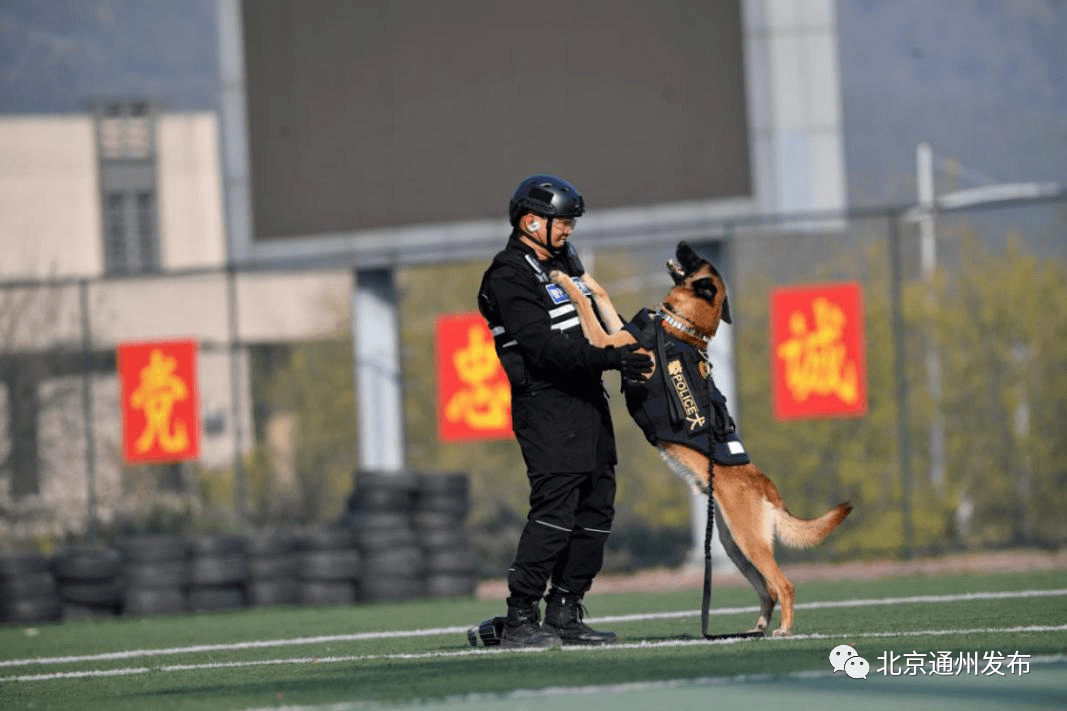 含警犬训导岗位,快报名——_工作_招聘_信息