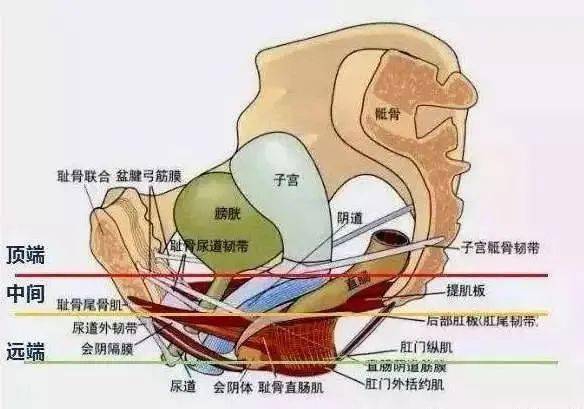 利用女性自身韧带悬吊子宫恢复至最正常的解剖位置在腹腔镜下操作视野