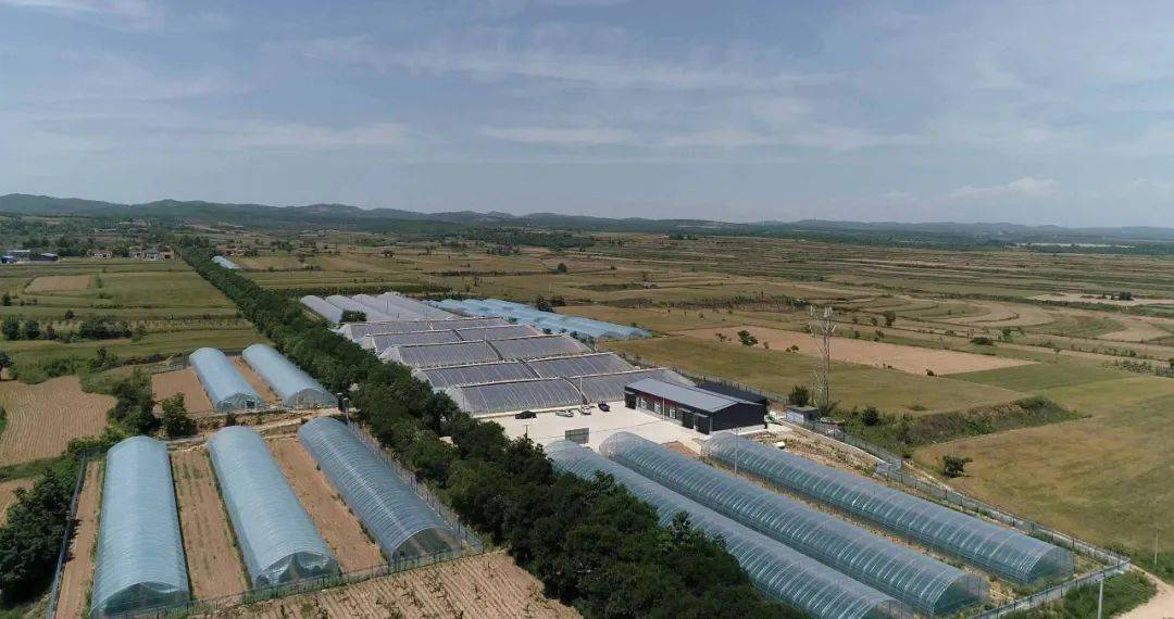 【主题教育61身边的榜样】永寿县甘井镇烟庄村党支部书记王清莹