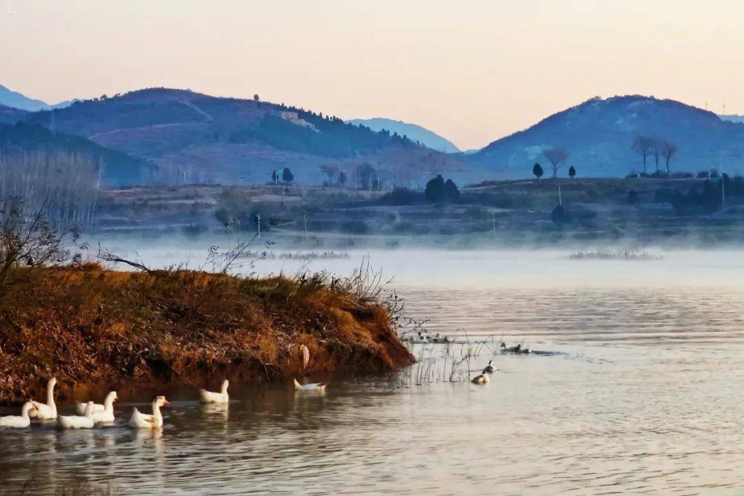 好看~晨雾缭绕美如画_赵湾_水库_鹅鸭