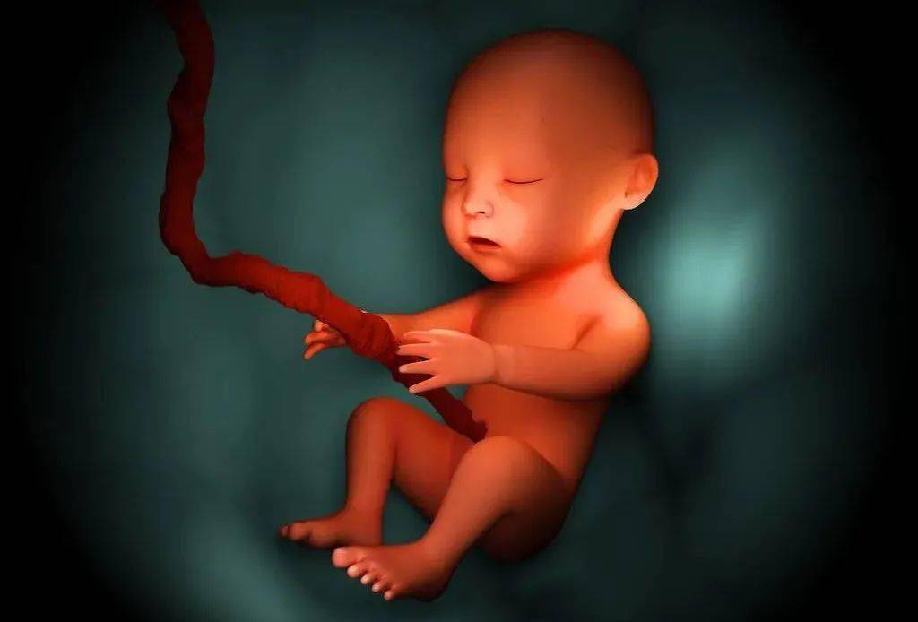 怀孕18周清晰男胎儿图图片