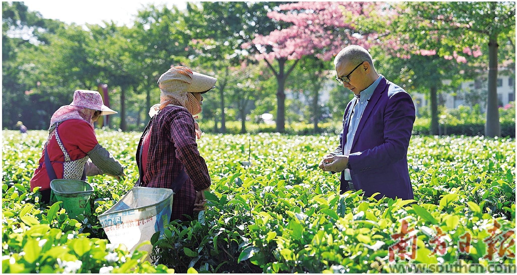 在清遠英德英九莊園茶園內,易振華(右)和茶農交流種植情況.