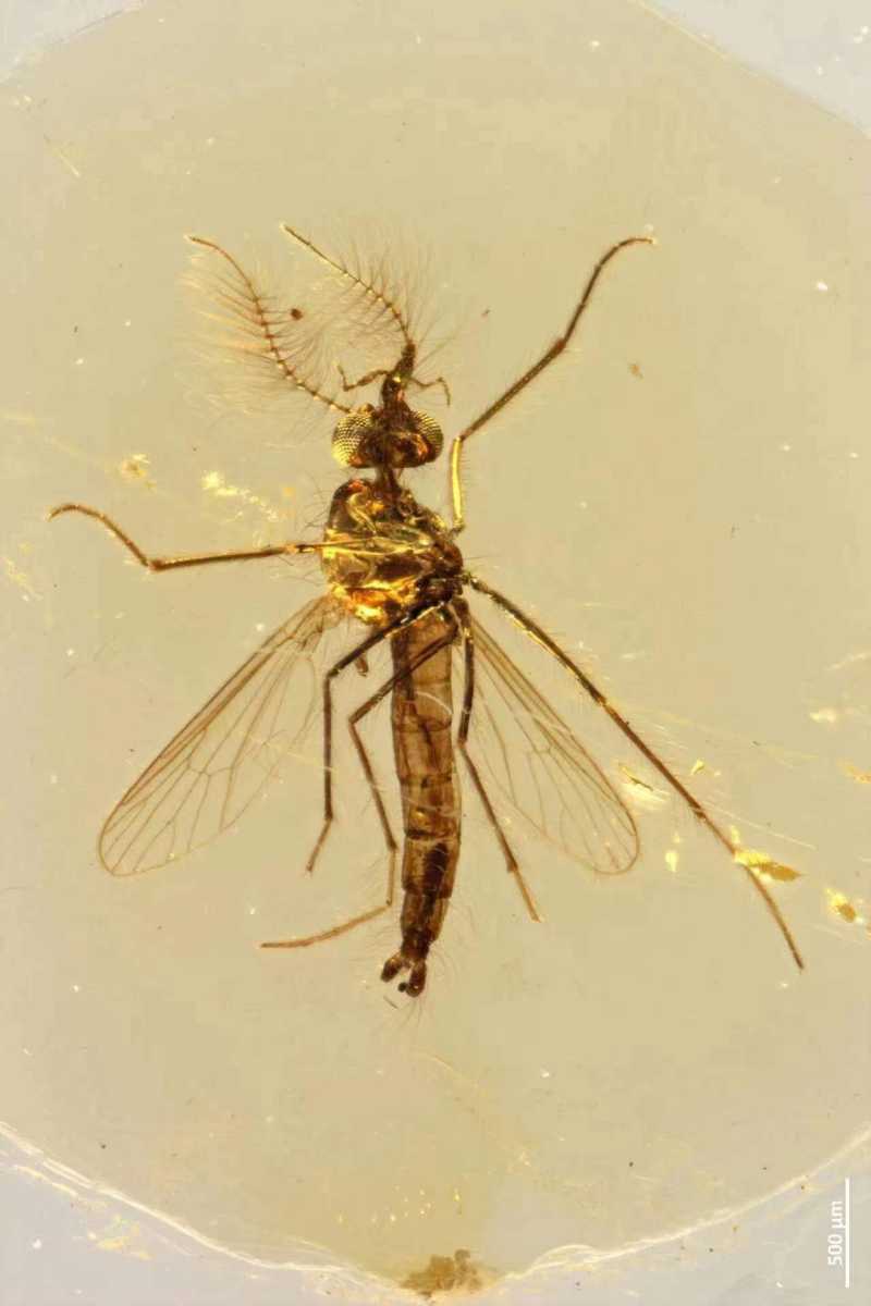 3亿年前雄性蚊子也吸血_昆虫_琥珀_口器