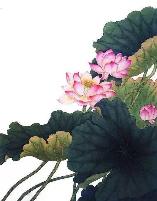 100幅工笔荷花,美轮美奂