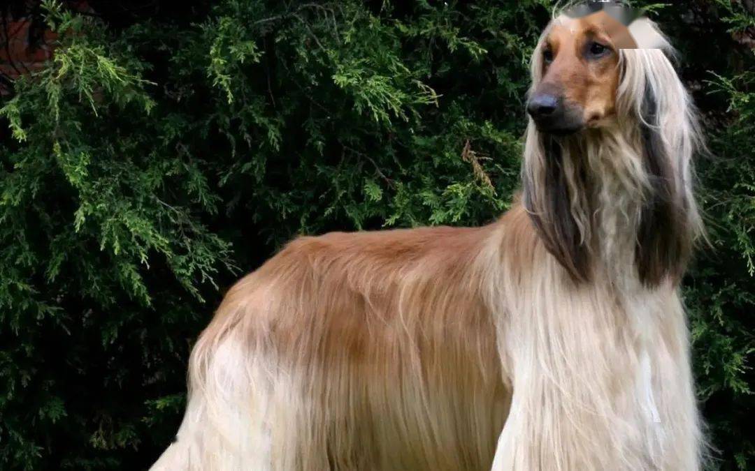 山犬)greatpyrenees27,拳师犬boxer28,伯恩山犬bernesemountaindog29