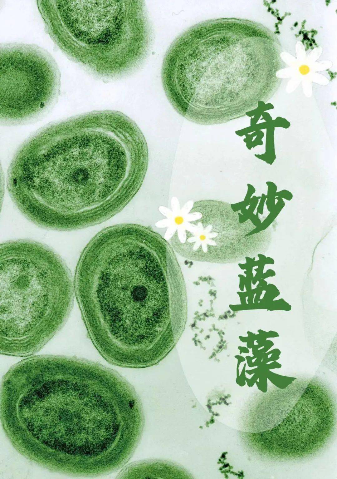 蓝藻_环境_海洋