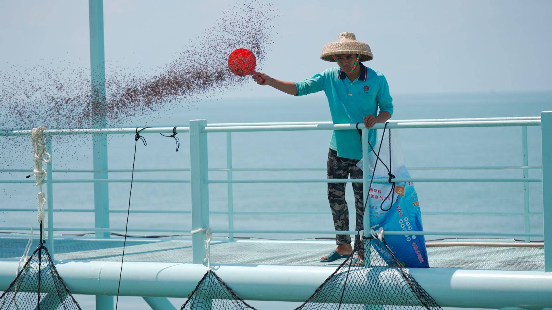 看海上新廣東:大風車點亮萬家燈火,海洋牧場裡魚群___