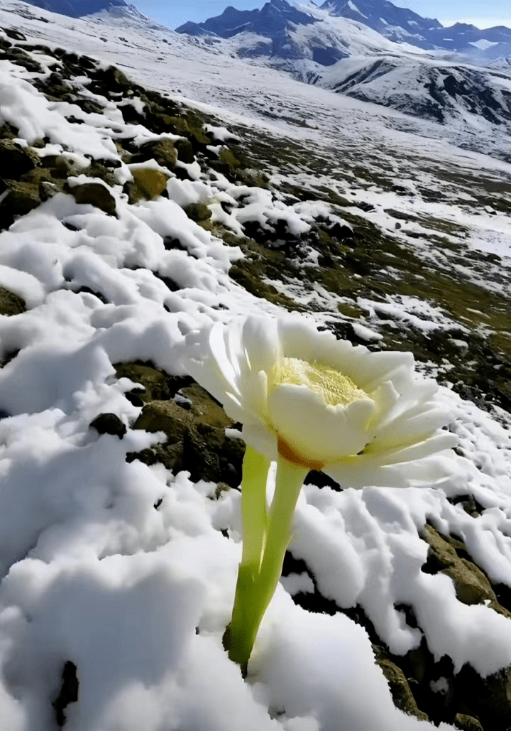 新疆天山雪莲风景图片