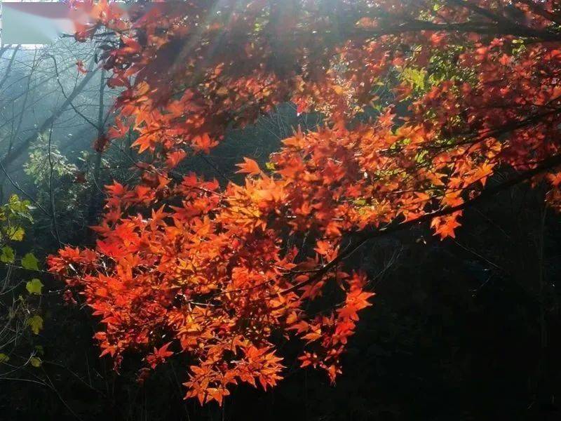湖南好玩的地方排行榜_凤凰资讯_资讯_凤凰网