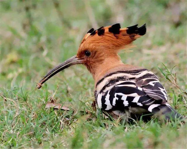 文山一男子救回一只"臭"鸟!