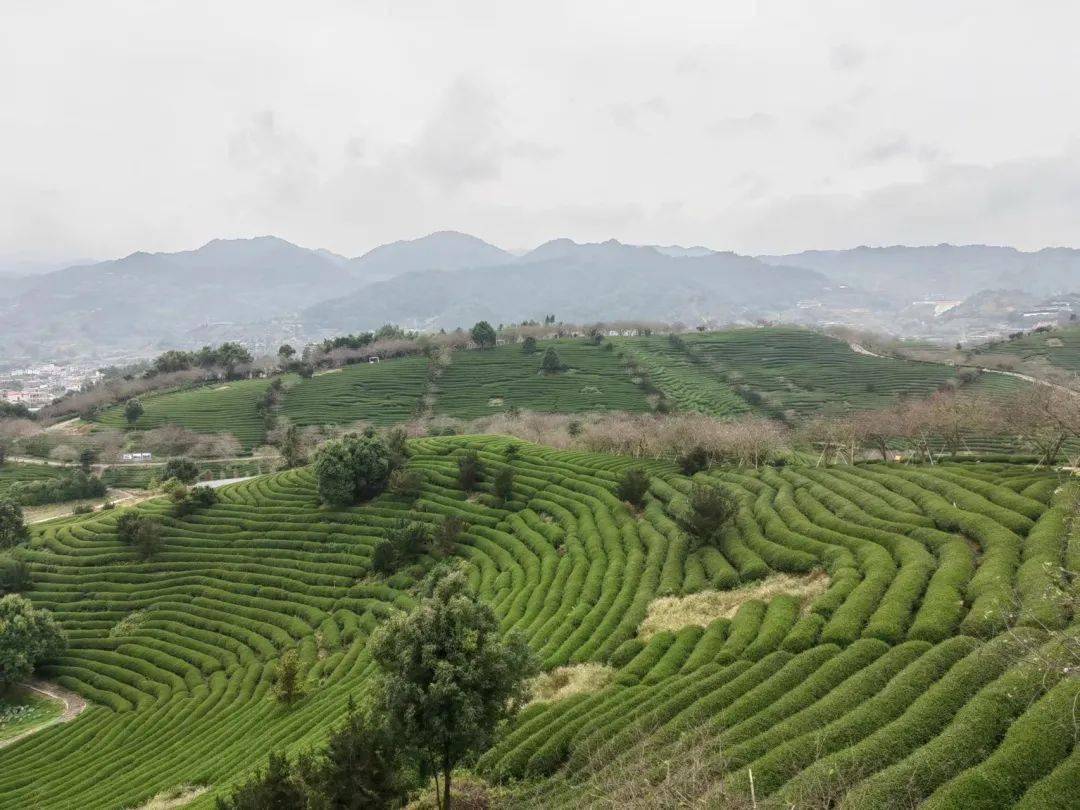 追梦"大陆阿里山"