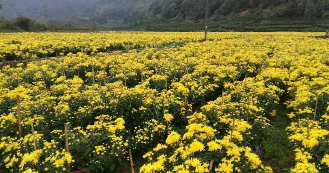 金菊像是一盏盏琉璃的花灯这时候南田的武阳换了一件金色的衣裳秋天是