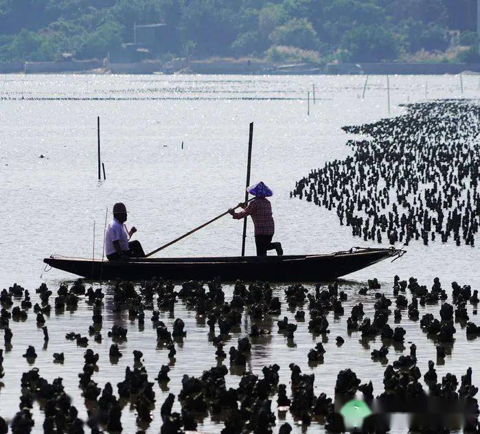 这个小众又出片的岛屿,竟是最早的"汕头八景"之一!_鱼塘_审核_太阳