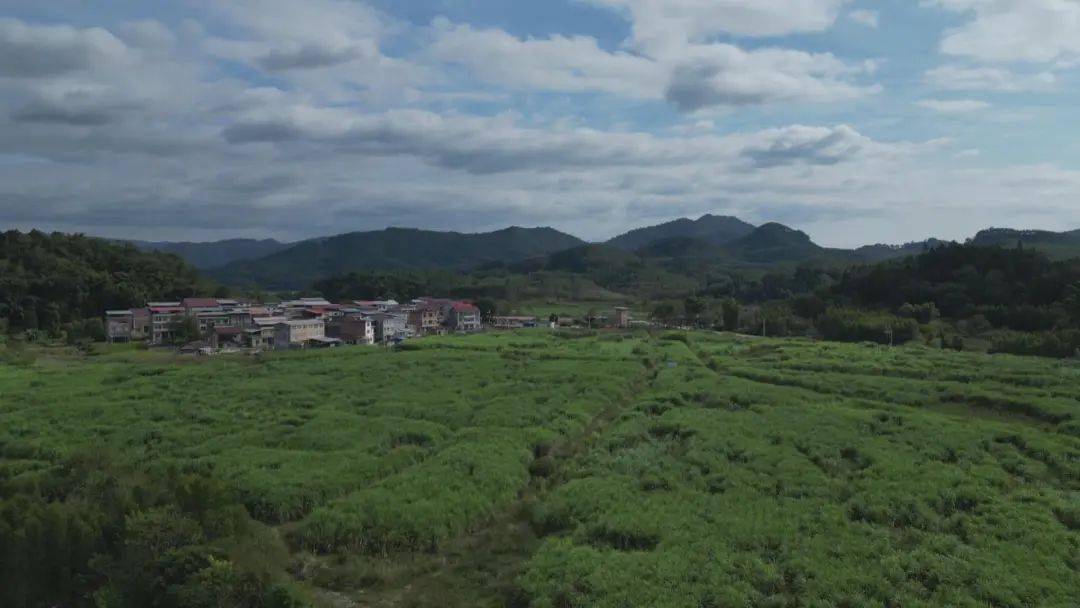 环江这乡镇的甘蔗丰收啦._洛阳镇_种植_糖料