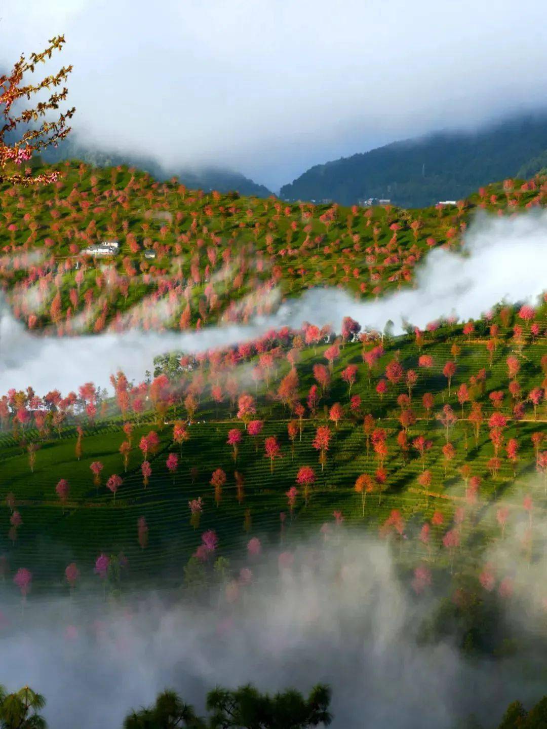 乍泄南涧县无量山樱花谷而被称为"中国春天最早到达的地方"雪花飞舞