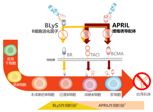 專家解讀最新循證醫學證據→_患者_免疫_細胞