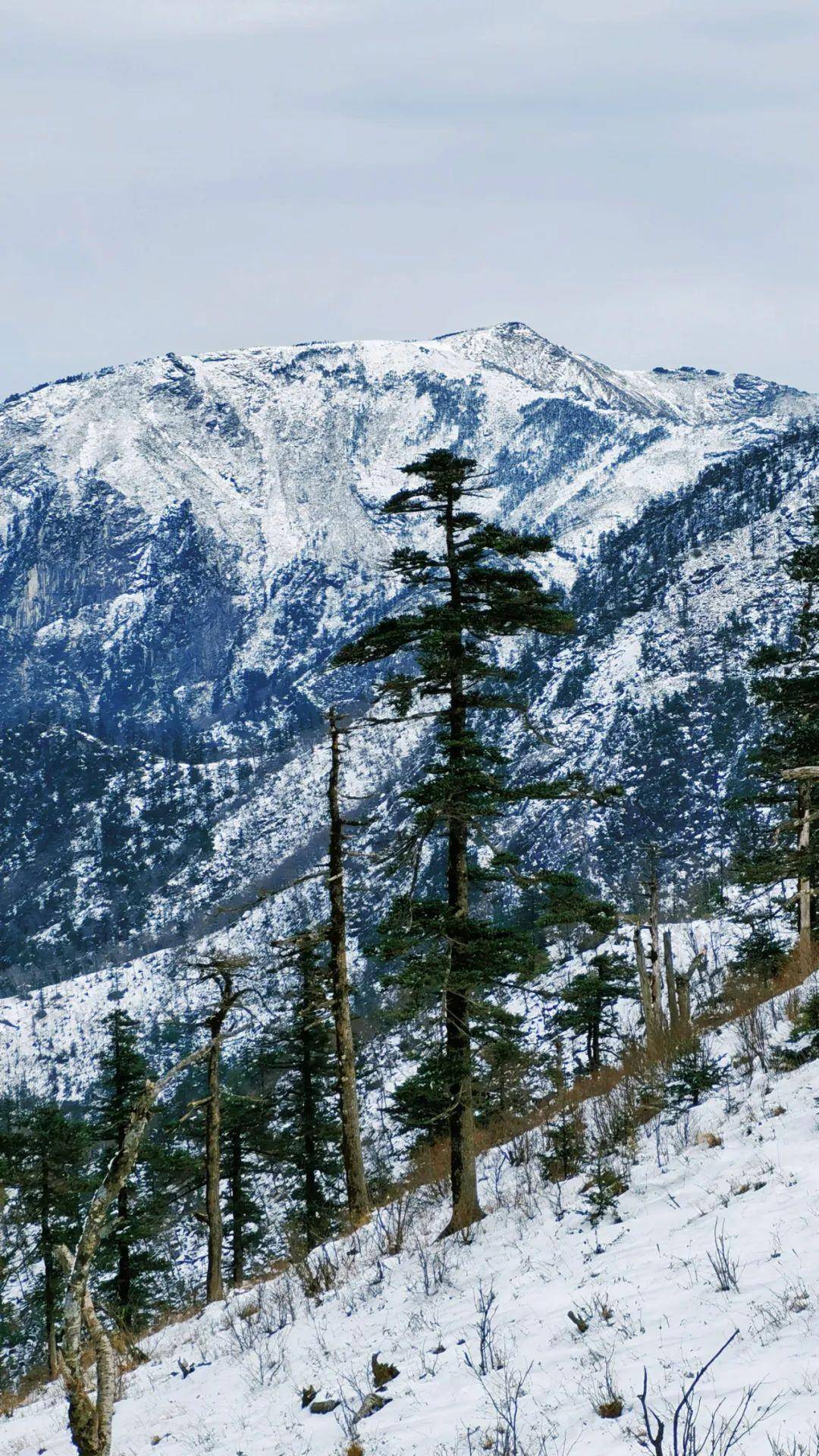 小布带你欣赏"下在宋画里的雪"→_秦岭_雪景_朱雀