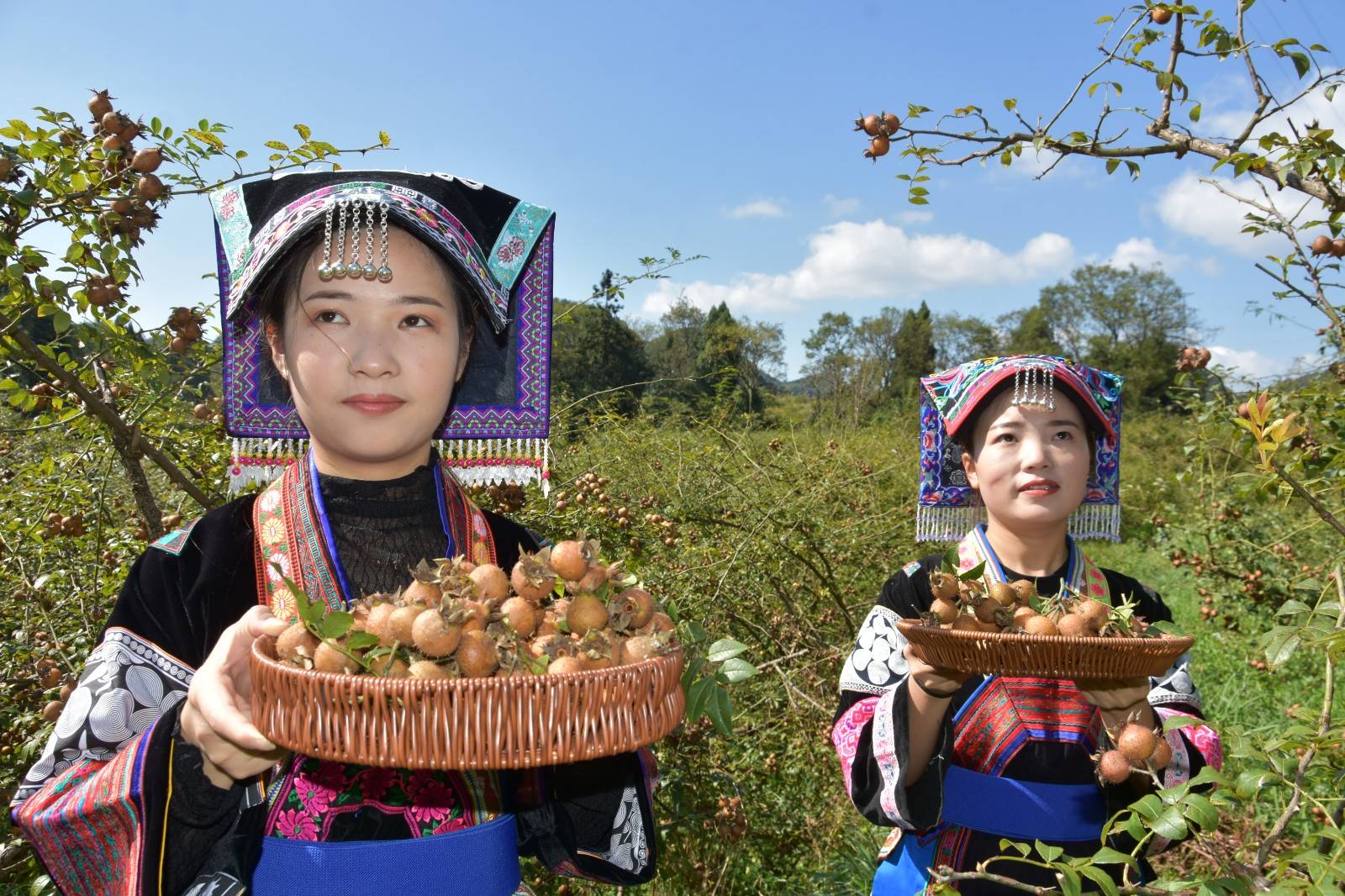 安顺“政企银”携手推动金刺梨产业发展壮大_种植_公司_经开区