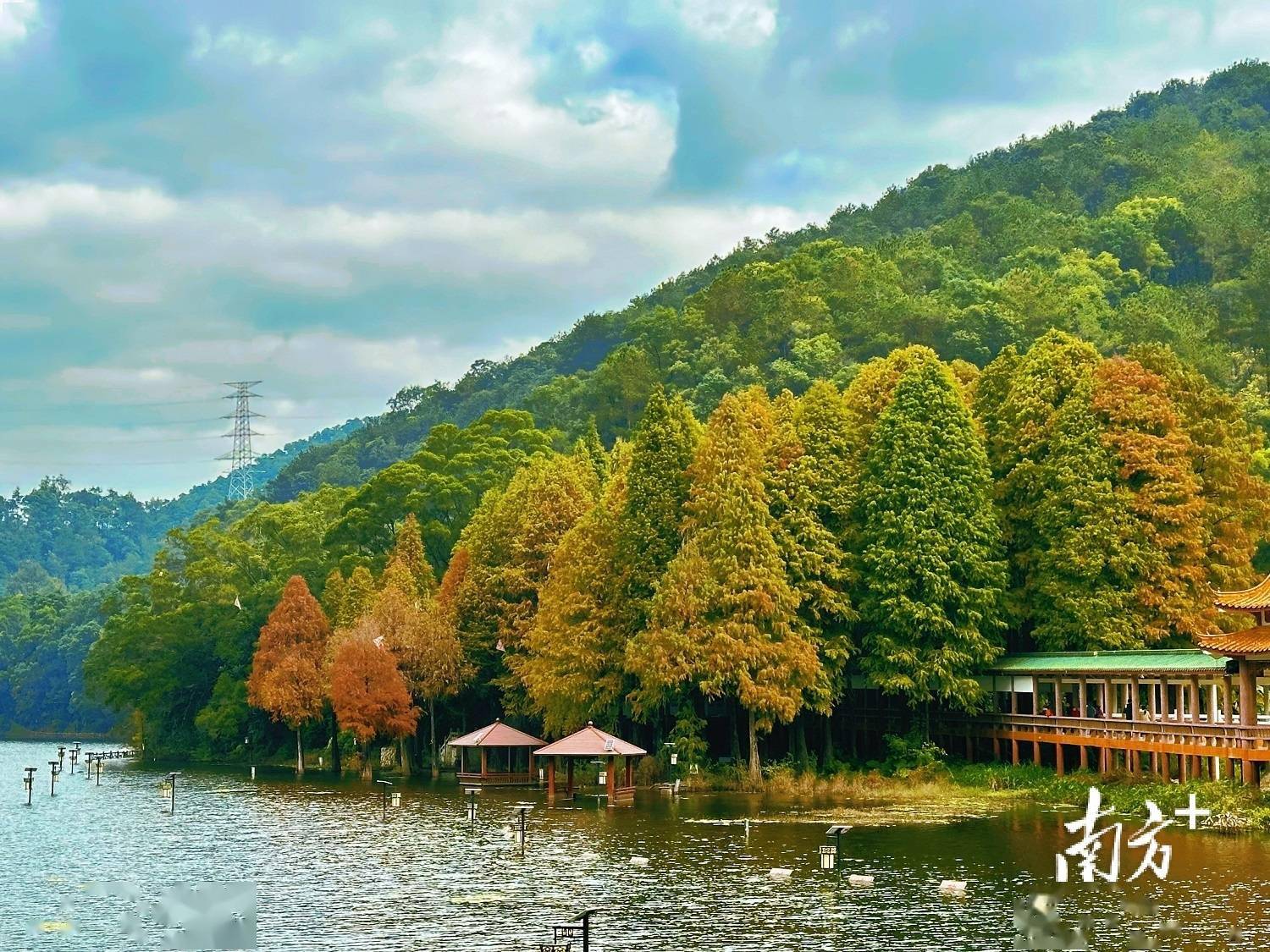 在梅城泮坑旅遊風景區,高大挺拔的水杉正從翠綠漸變到金黃,橘紅,陽光