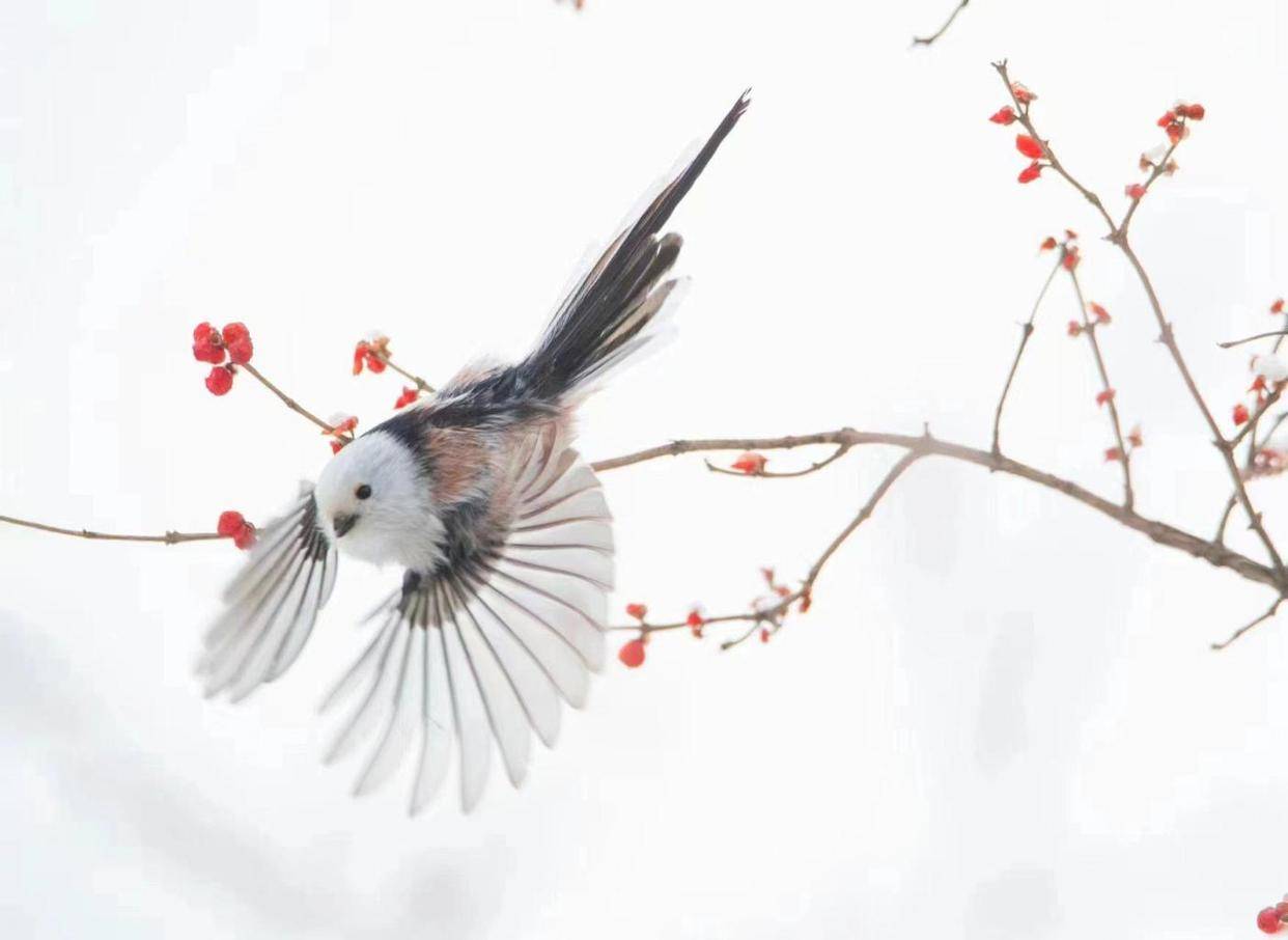 网红萌鸟"小肥啾"今冬现身北京_山雀_长尾_高清