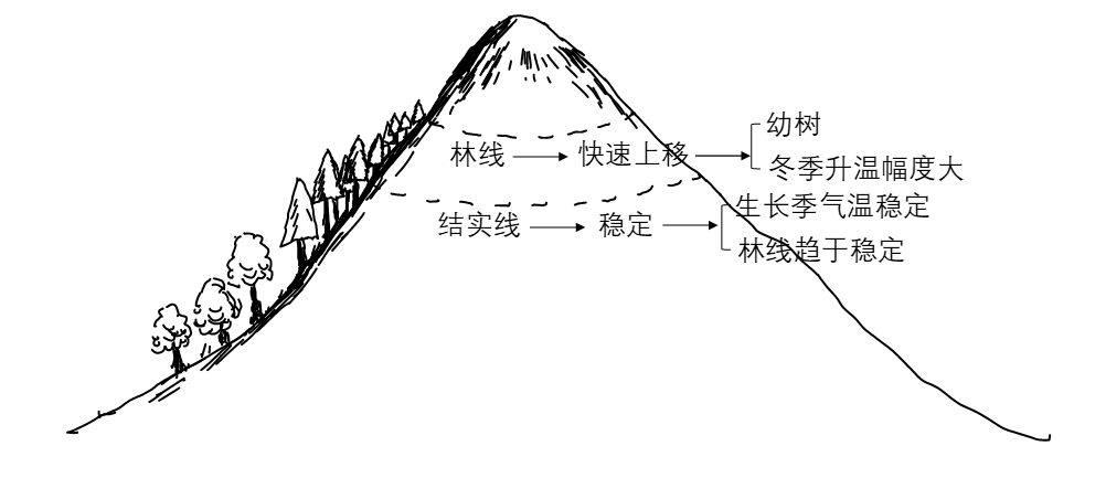 近幾十年來受全球氣候變化的影響,火山錐的林線(森林分佈上限)升高