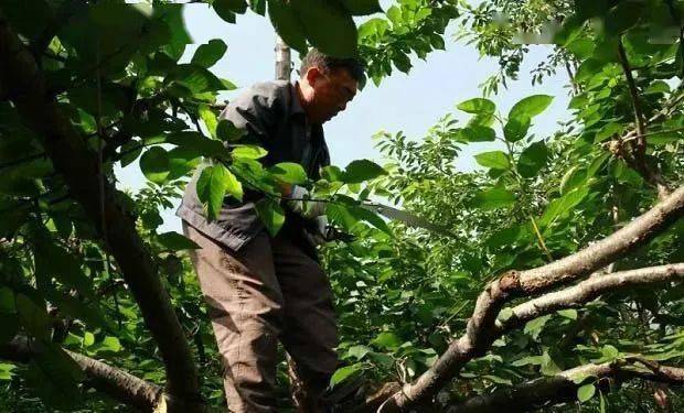674-5年生大樱桃冬季如何修剪?大棚樱桃树什么时候剪枝?