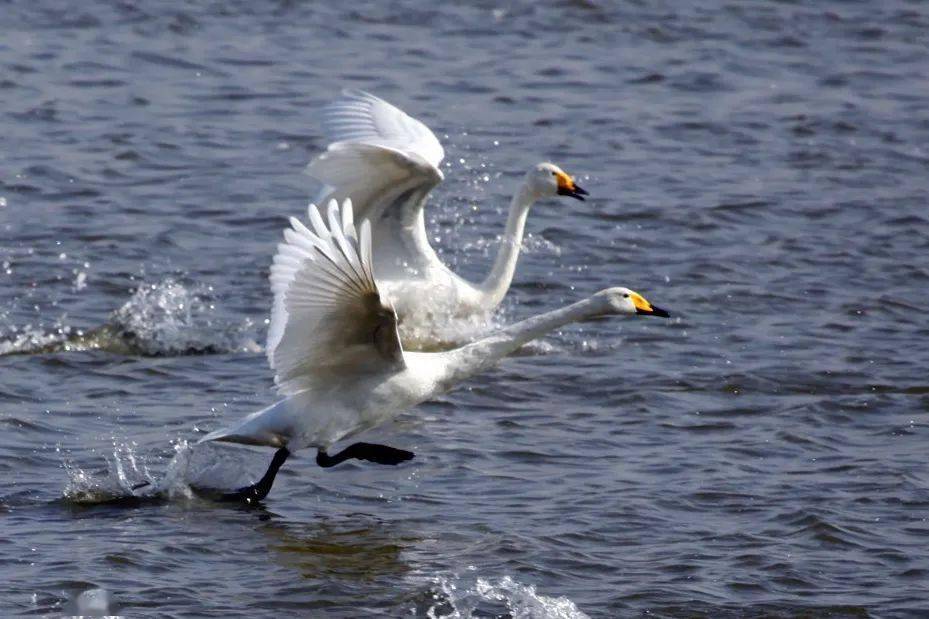 品读|《天鹅之恋》_三门峡_公园_精灵