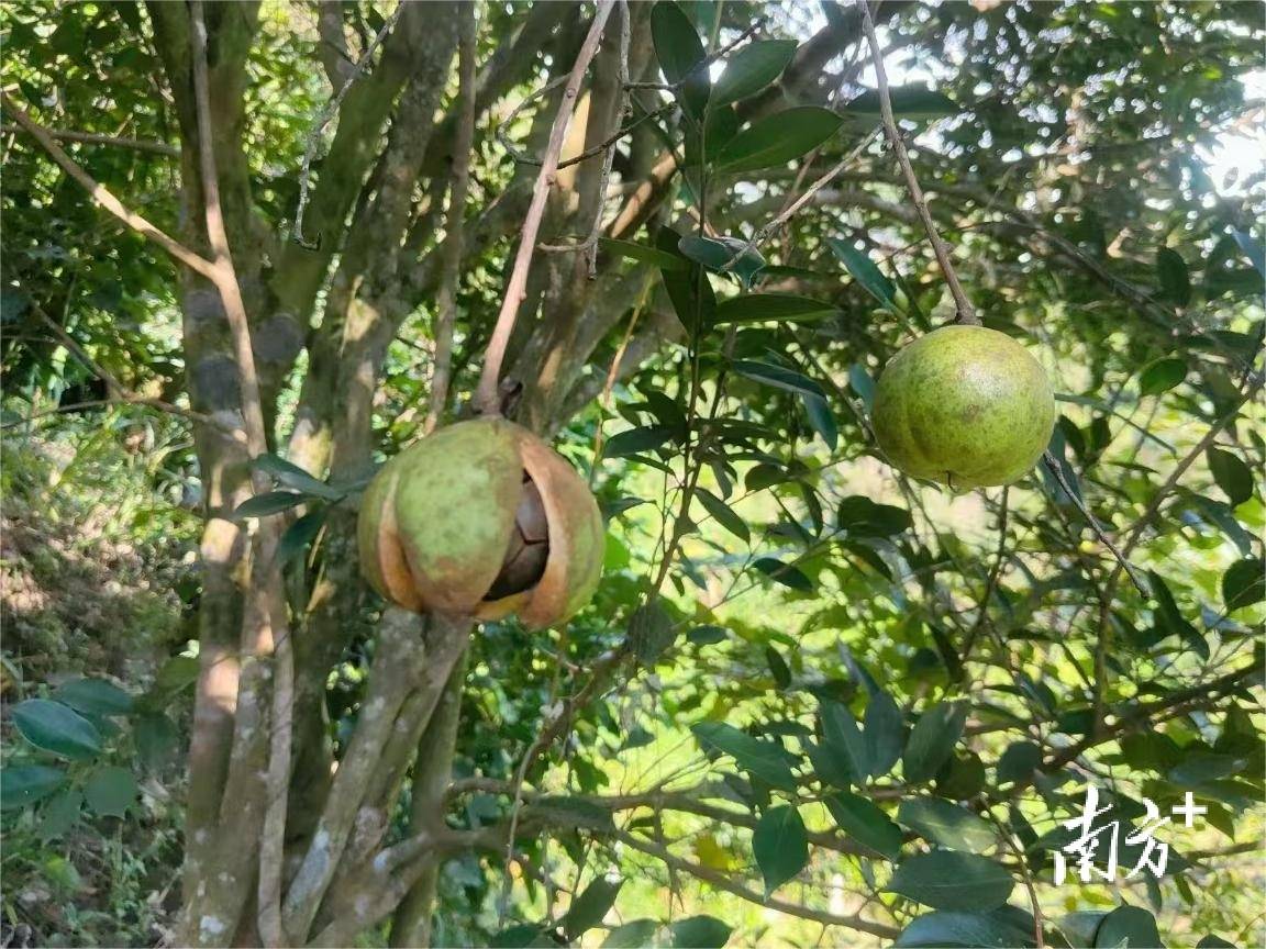 每年霜降前後茶果成熟,摘果取經過物理工序榨出的油