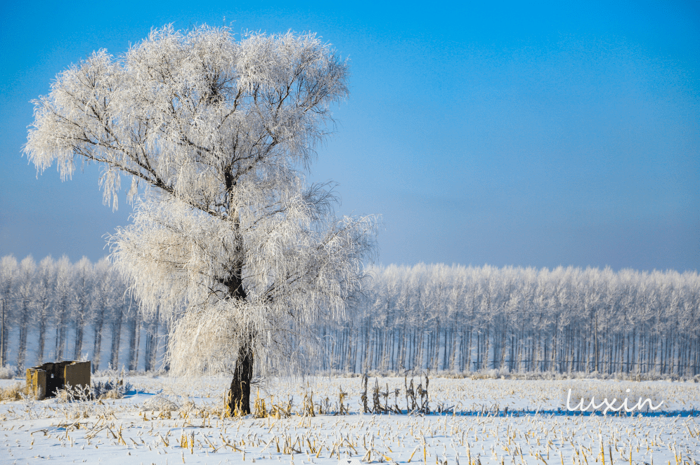 绥化雪景图片