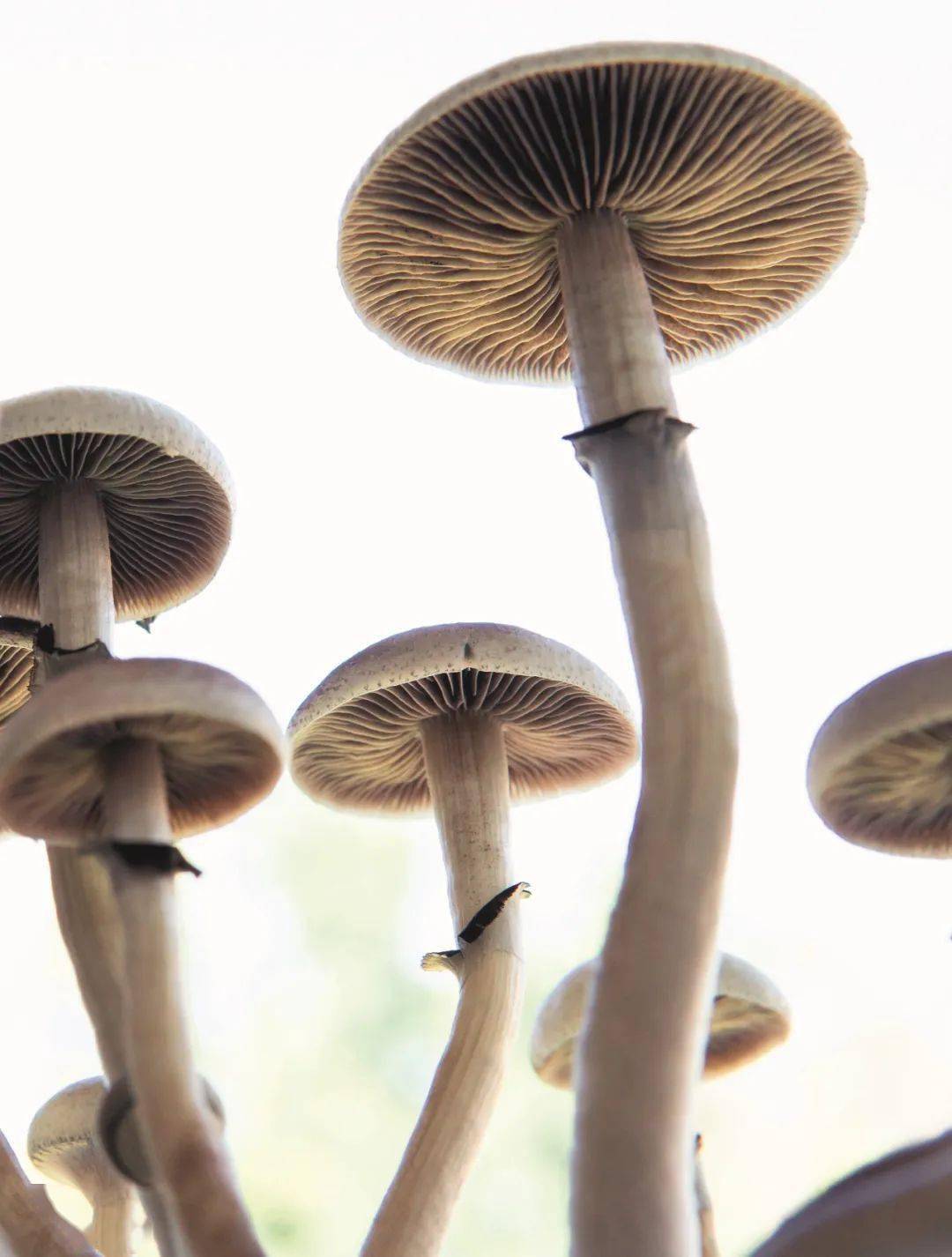 真菌_羊肚菌_栽培