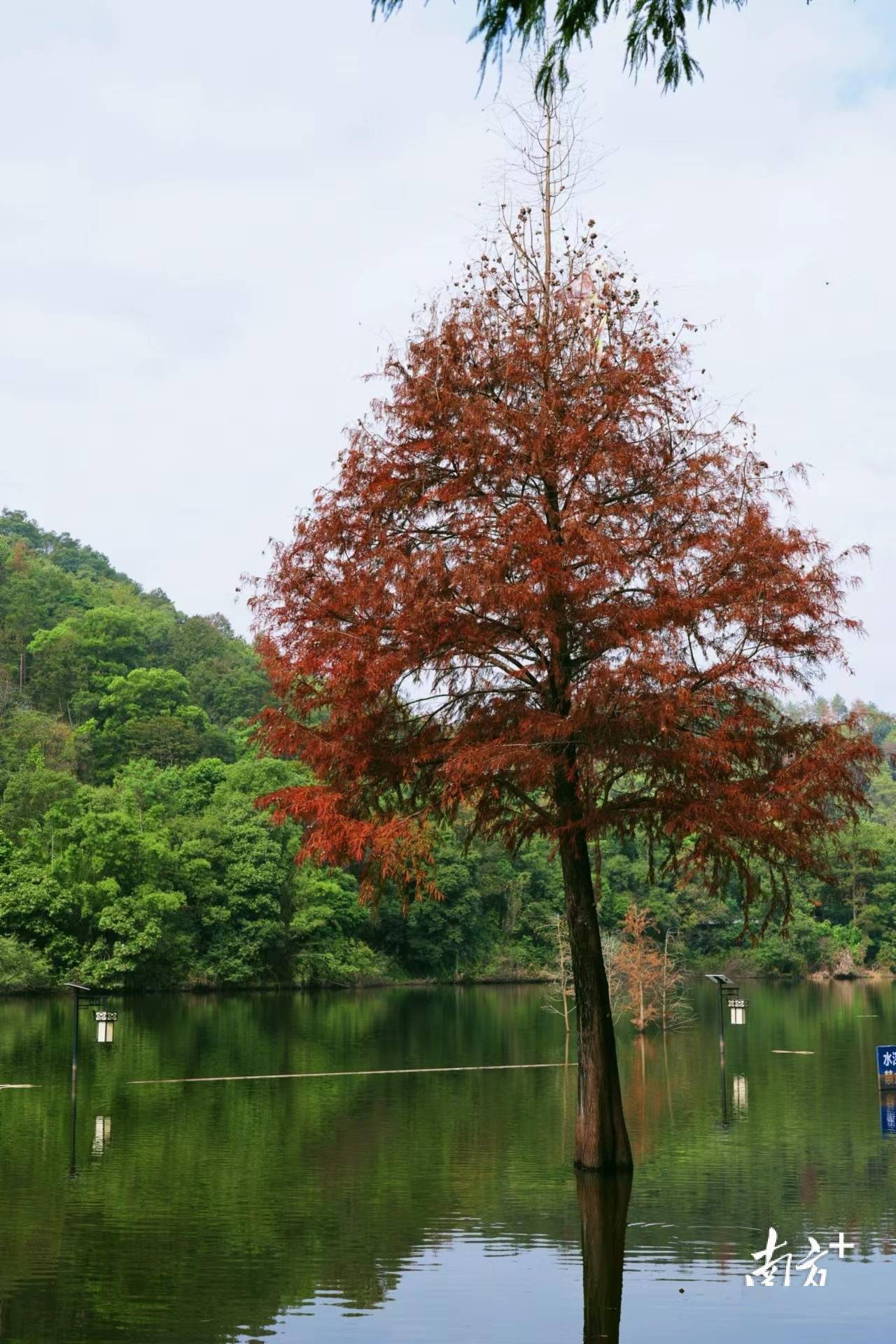 組圖|梅城泮坑,紅了……_水杉_梅江區_紅杉