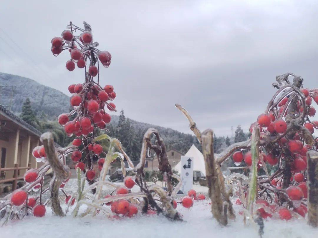 缙云大洋山景区部分地区出现积雪遂昌,缙云等地飘起雪花昨天深夜丽水