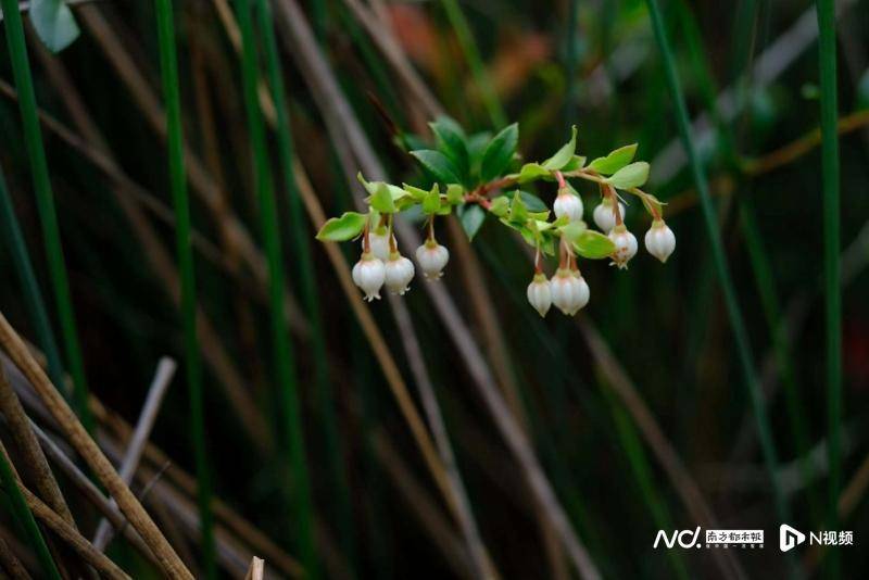 去年野外植物調查員丁劍鴻發現了該植物據介紹,潮州越橘為杜鵑花科