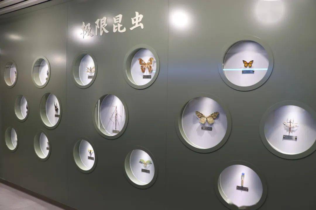 北京新增一昆虫博物馆,标本量全国第二!周末遛娃好去处,免费