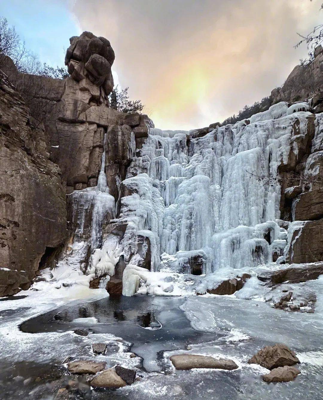 崂山耐冬降雪图片图片