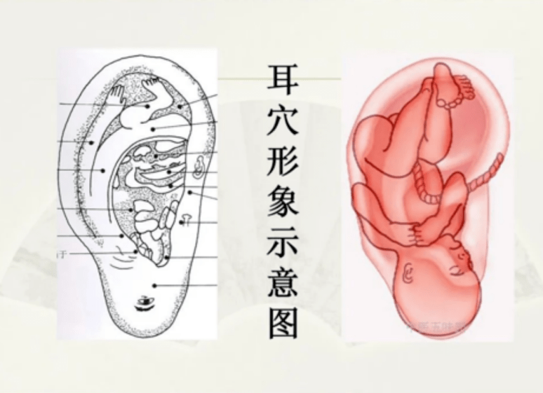 耳豆位置图图片