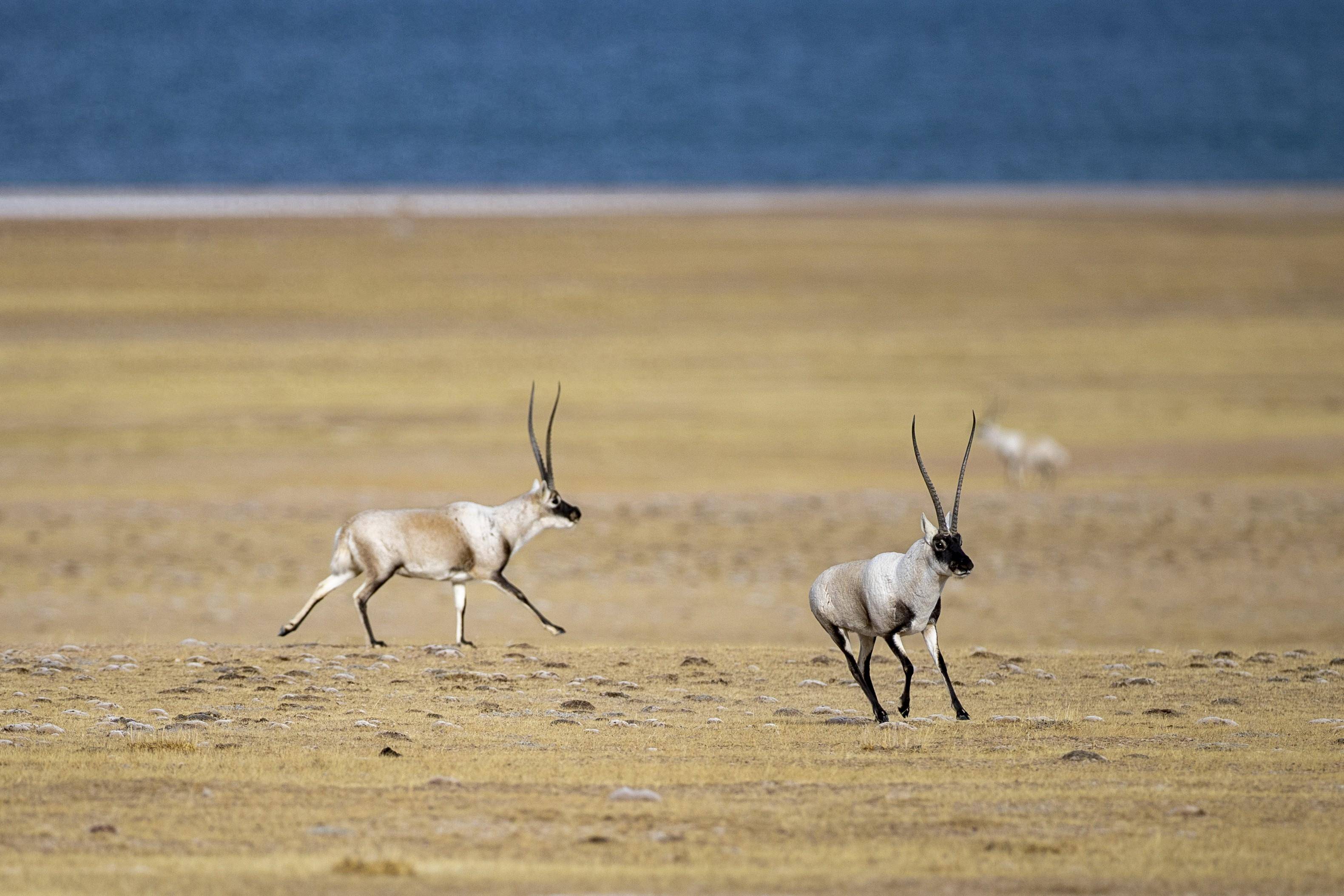 (新华全媒 )羌塘国家级自然保护区藏羚羊进入交配高峰期_姜帆_旦增