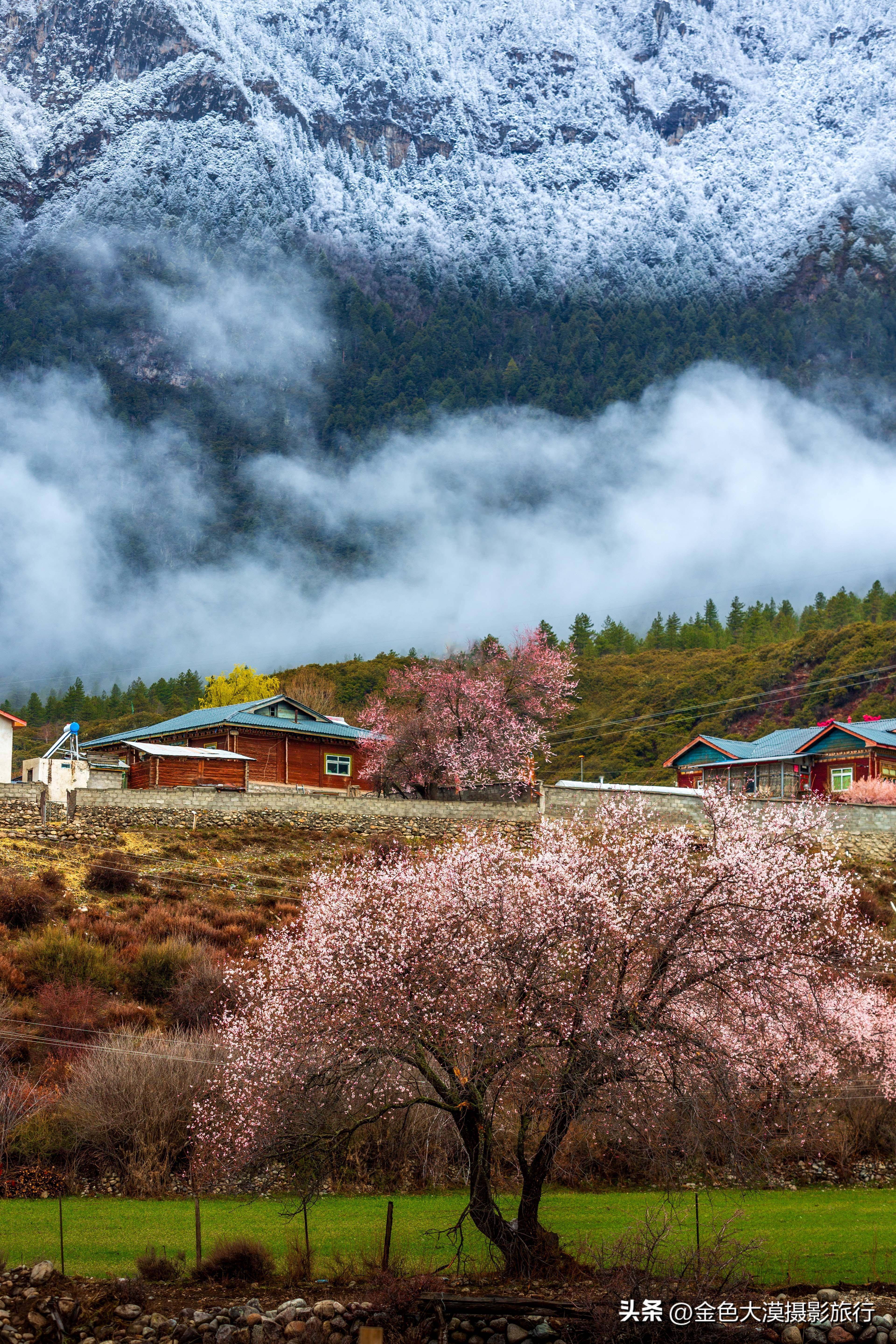 林芝桃花 唯美图片