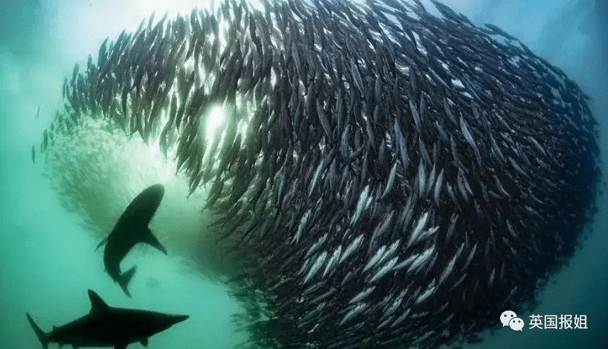 日本人大破防竟現場撿魚吃!_排放_汙水_政府