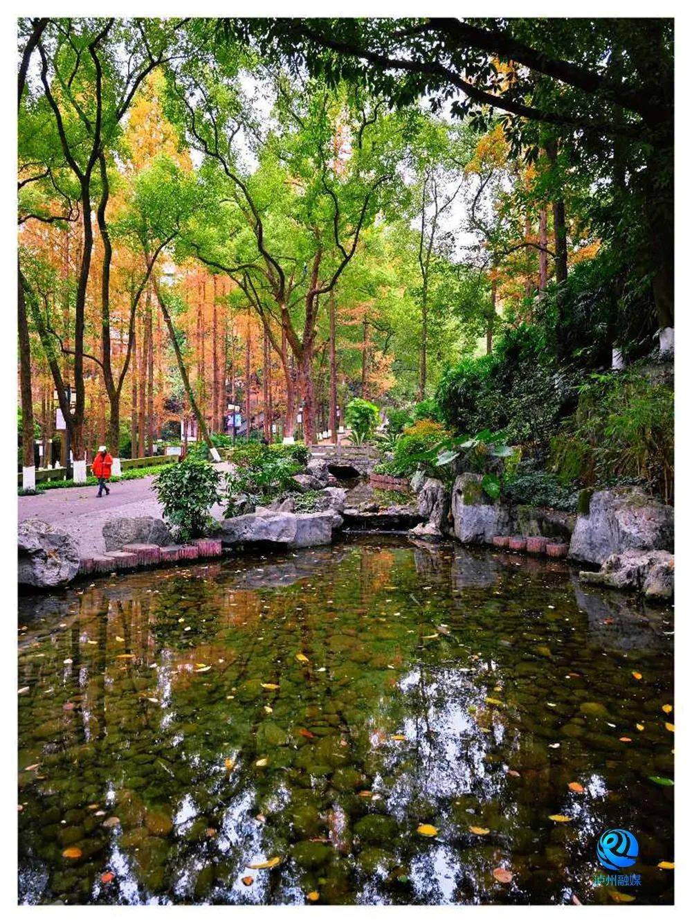 泸州忠山公园的池塘升级亮相_水体_人工湖_睡莲