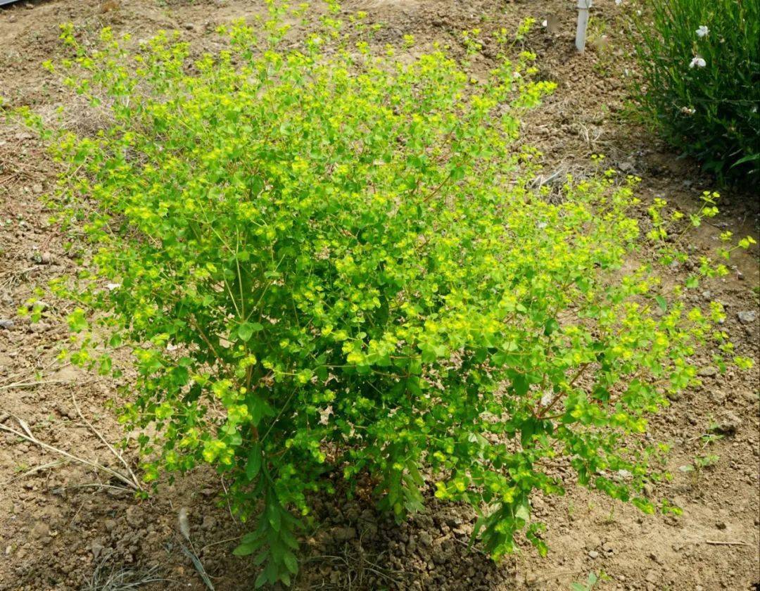 图片:冬凌草78,巴豆本品为大戟科植物巴豆croton tiglium l.