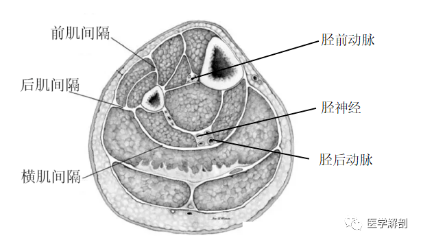 解剖_間隔_脛骨